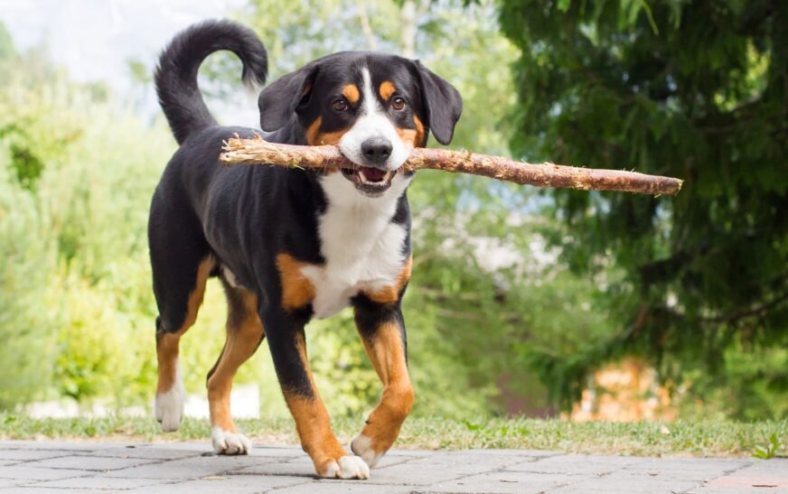 Appenzeller Sennenhund: Der vielseitige Begleiter für aktive Familien und Landwirte